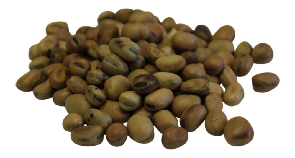 BOHNEN 2,5Kg Ackerbohnen Beans Proteinköder Bohne