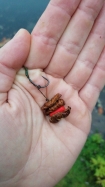 SEIDENRAUPEN 1Kg Silkworms Seidenraupenpuppen Insekten